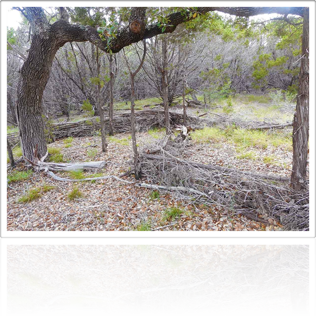 Land Artist