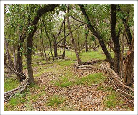 Land Art Austin