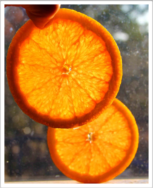 Earth Art - Fruit Collection Photography